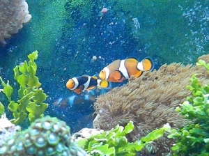 Percula Pair 10-28-11
