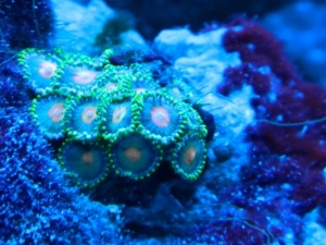 Green and Gold Zoanthids