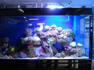 traditional aquarium light