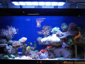 my tank02 Apollo LED aquarium light