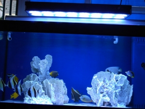 my tank04 Apollo 18LED aquarium lights