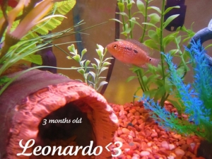 This is Leonardo, my jack dempsey (i call him leo) he is 3 months old and the fish i wanted for a long long time.. (we think hes a male, unsure tho)