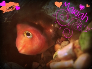 Mariah, my 6 month old parrot