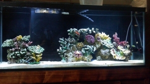 55 Gal Aquarium