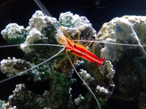 Cleaner Shrimp