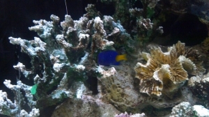 Blue Damsel