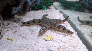 Sand Shifting Sea Star