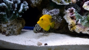Yellow Tang