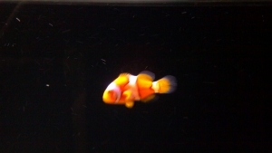 Clown fish