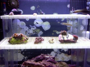 first frags in new frag system
