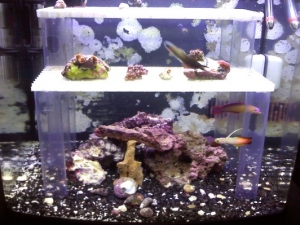 first frags in new frag system