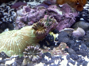 Unidentified Yellow Stuff/Fungus? lol
