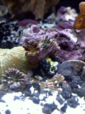 Unidentified Yellow Stuff/Fungus? lol