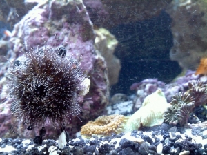 Funny Blue Tuxedo Urchin Camo Choice..a Xenia