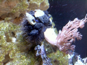 Funny Blue Tuxedo Urchin Camo Choice..a Xenia