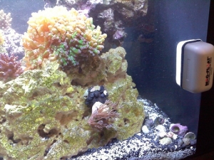 Funny Blue Tuxedo Urchin Camo Choice..a Xenia