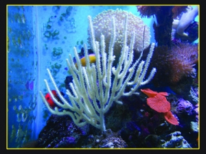 Seafan