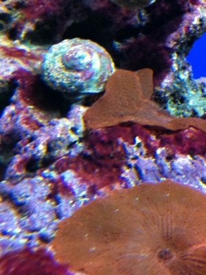 Snail attacking Mushroom