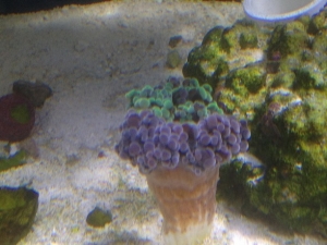 frogspawn