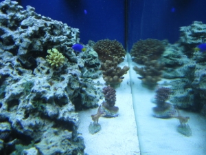 new christmas coral (12-26-11)
