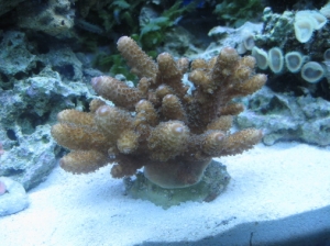 12-26-11 acro humillis