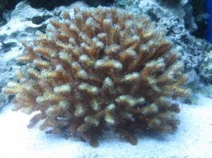 12-26-11 birdsnest