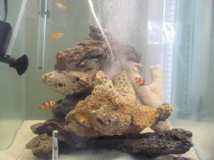 The very first inhabitants. Two lyre-tail mollies (since removed) and two small ocellaris tank-bred clownies.