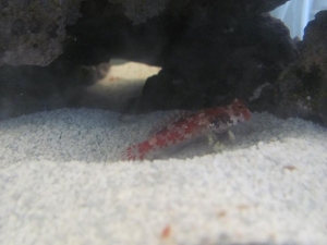Next addition was a red starry dragonet
