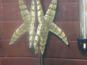 sand sifter starfish