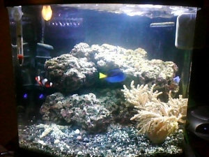 Saltwater Aquarium (640x480)