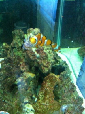 The clowns are hungry...