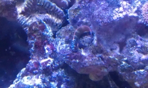 Fish I just got about 2 weeks ago.