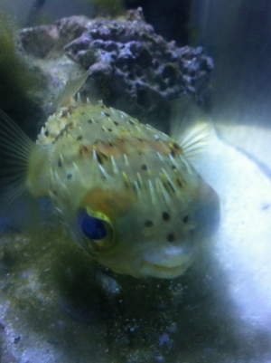 Meet a Happy Puff