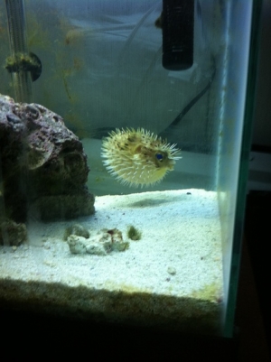 Meet a not so happy puff