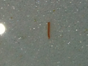 What is this?