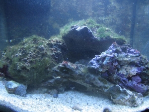 Whole tank pic