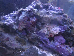 Coralline Algae growth/bleaching