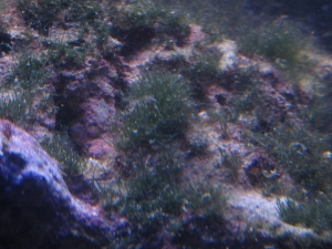 Unidentified growth...seems like a plant, not an algae.