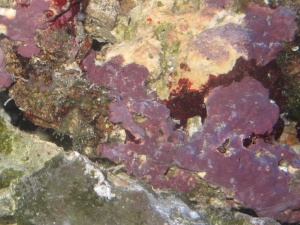 Better bleaching shot of coralline