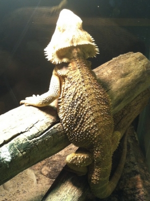 Blackbeard the People Eater...he had a very bad previous life but now he is loved and getting much better about not trying to eat my face off lol