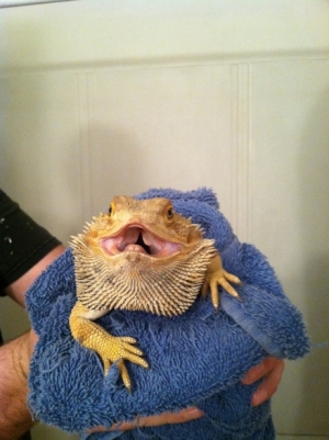 rub a dub dub time for the tub!