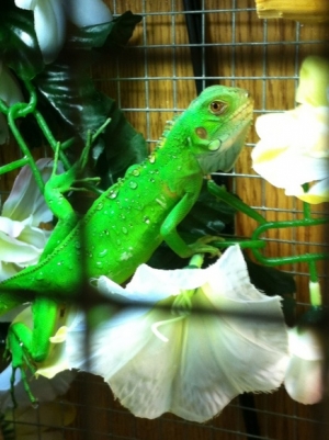 Arokh my little iguana baby, he also had a rough previous life buti rescued him and now he is thriving!
