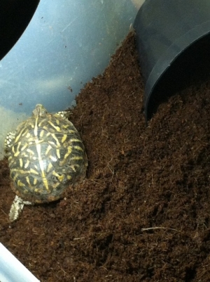 And Morla the box turtle...and if anyone gets that reference i will give them a gold star! and yep she was a rescue too...