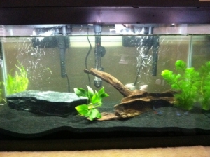 aquarium day 6. first day of true set up after setting for few days.
