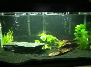 aquarium day 8. moss added to branch. black background added.