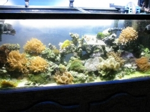 55 gal mixed reef, updates. All is well, got a rainbow bubble tip that the clown fish just loves.