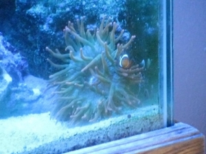 rainbow bubble tip+host