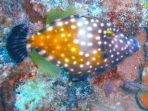 Filefish