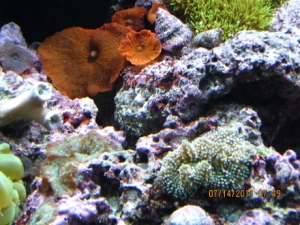 peces 052