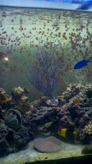 new gorgonia